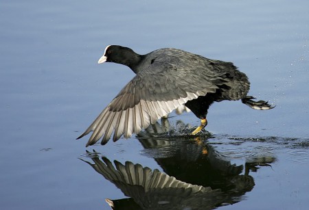 Coot